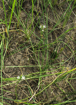 Слика од Ornithogalum flexuosum (Thunb.) U. Müll.-Doblies & D. Müll.-Doblies