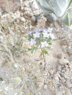 Image of Great Basin langloisia