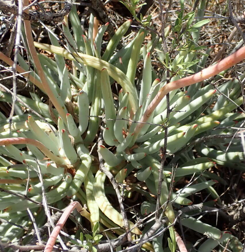 Image of Cotyledon orbiculata var. dactylopsis Tölken