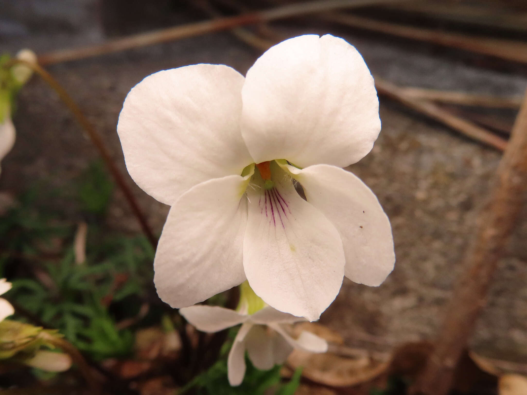 Image of Viola chaerophylloides var. sieboldiana (Maxim.) Makino