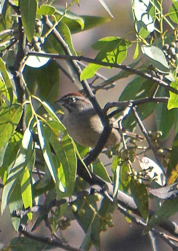 Image de Aimophila Swainson 1837