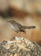 Image of Cisticola subruficapilla subruficapilla (Smith & A 1843)