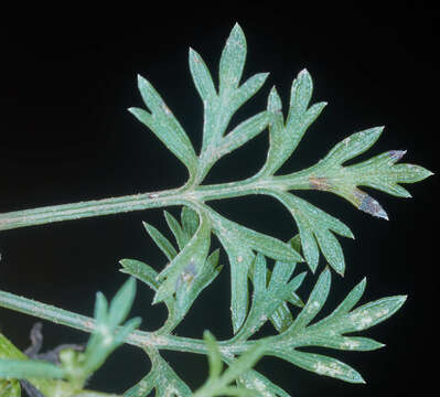 Image of Chrysanthellum indicum subsp. afroamericanum B. L. Turner