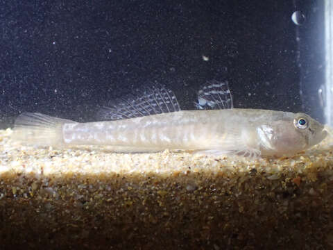 Image of Common Goby