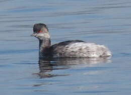 Imagem de Podiceps nigricollis gurneyi (Roberts 1919)