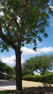 Image of Golden-rain tree