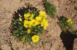 Image of Oxalis namaquana Sond.