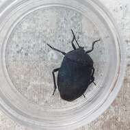 Coridius viduatus (Fabricius 1794)的圖片