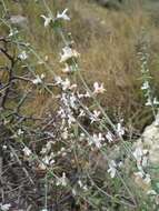 Sivun Clinopodium serpyllifolium subsp. fruticosum (L.) Bräuchler kuva