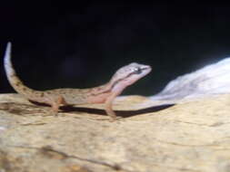 صورة Phyllodactylus duellmani Dixon 1960