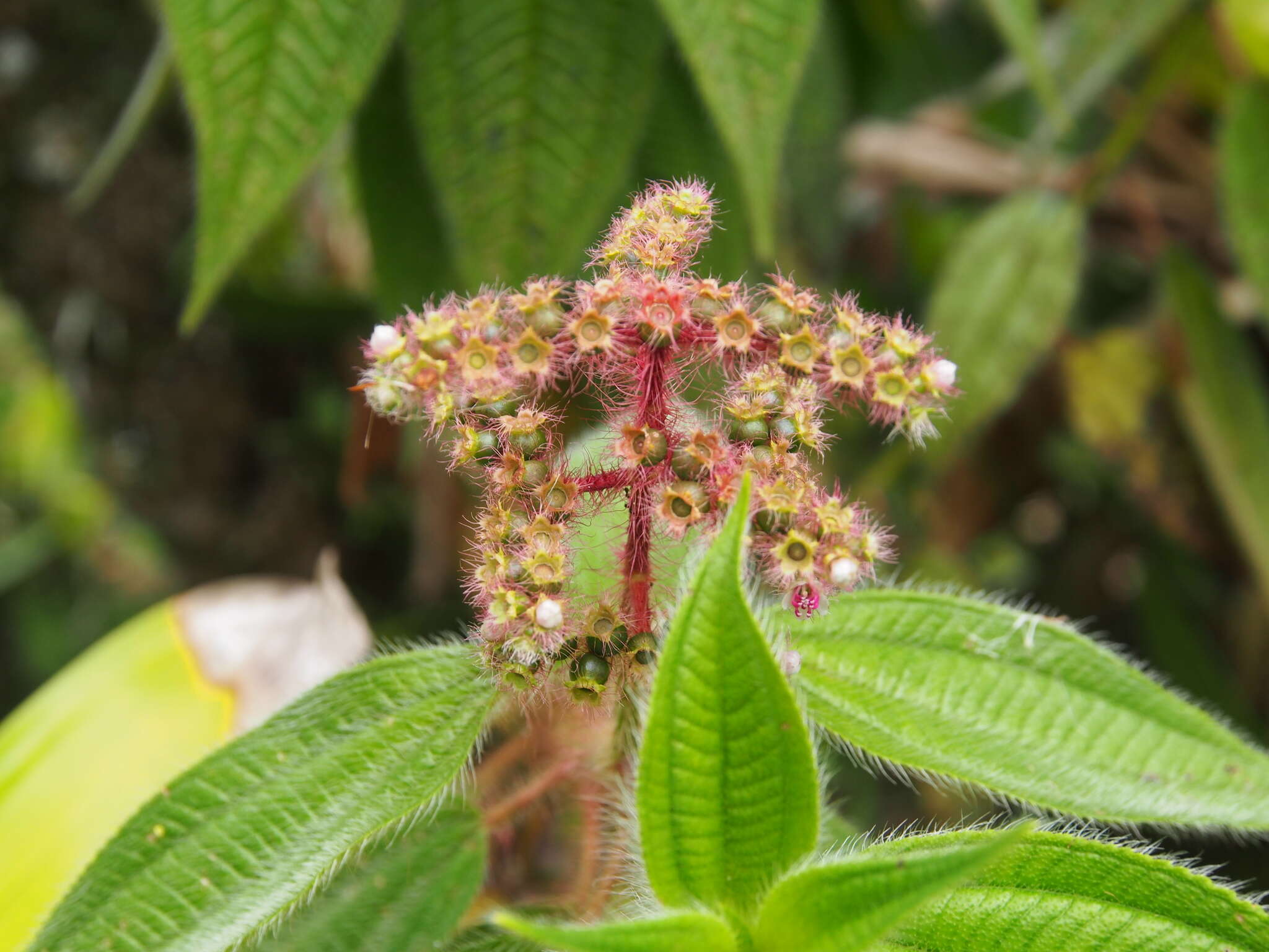 Imagem de Miconia lacera (Bonpl.) Naud.