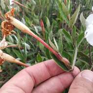 Plancia ëd Mandevilla oaxacensis (Henrickson) L. O. Alvarado & J. F. Morales