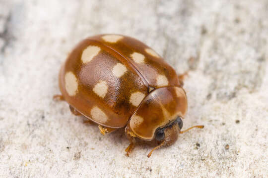 Image of Calvia quatuordecimguttata (Linnaeus 1758)