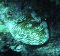 Image of fragile saucer coral