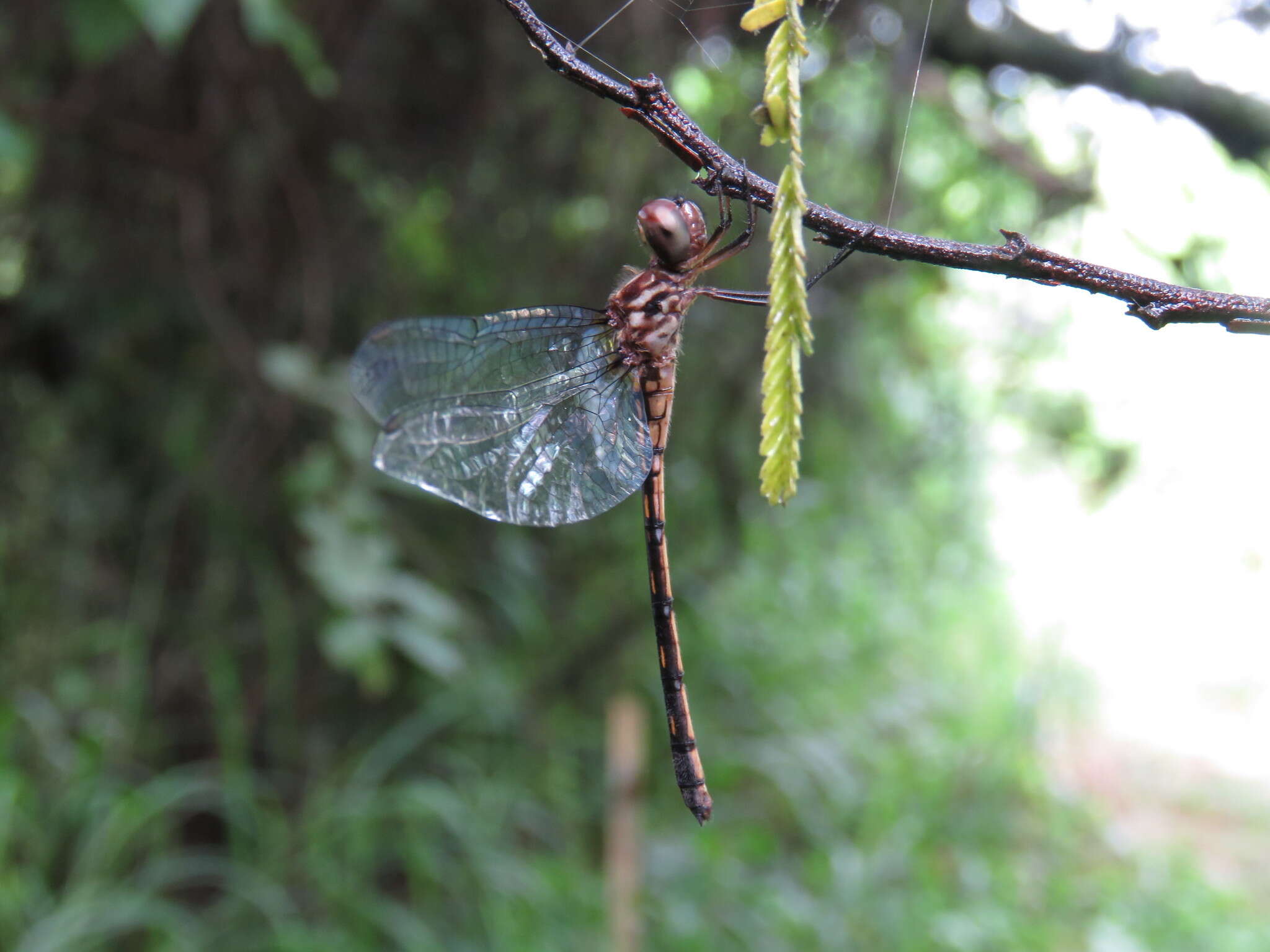 Слика од Macrothemis musiva Calvert 1898