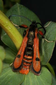 Image de Chamaesphecia anthraciformis Rambur 1832