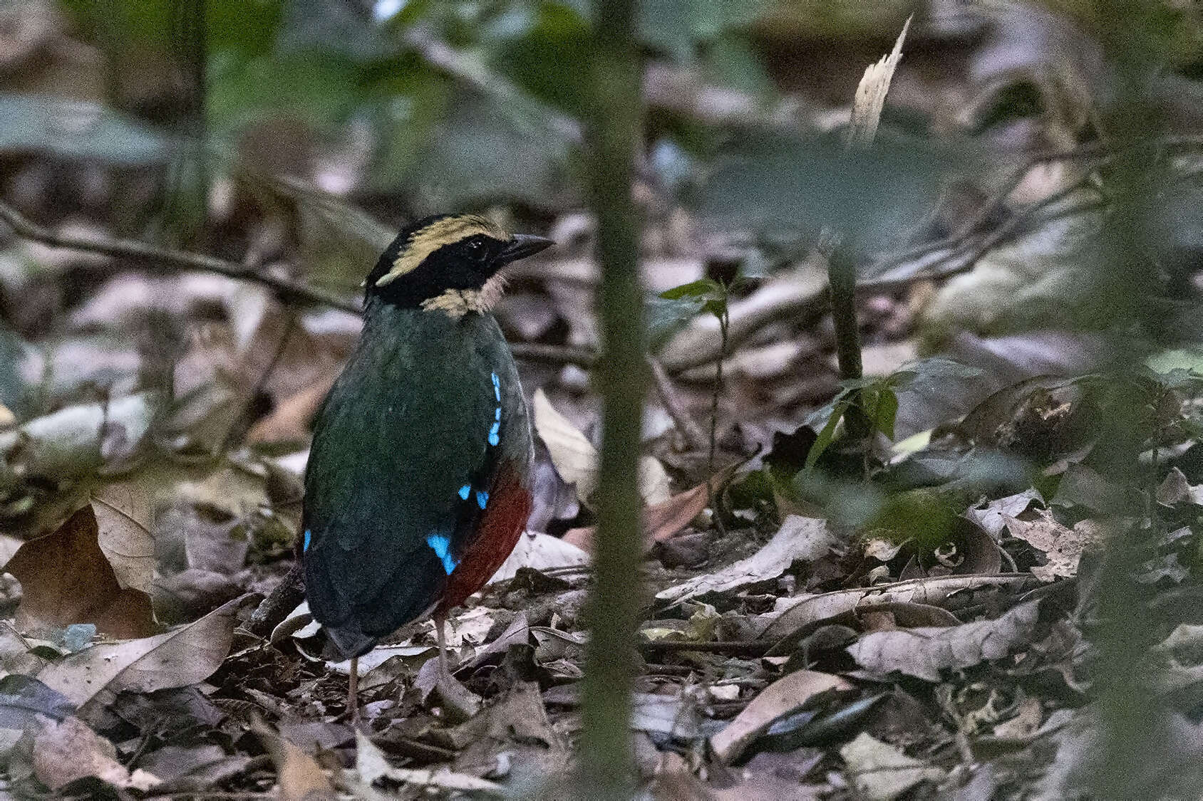Image of Green-breasted Pitta