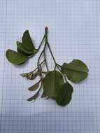 صورة Pterocarpus rotundifolius (Sond.) Druce