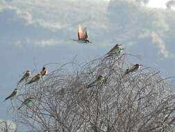 Plancia ëd Merops apiaster Linnaeus 1758