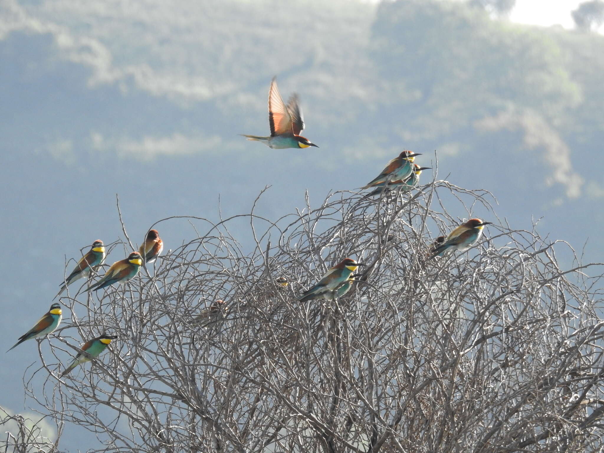 Plancia ëd Merops apiaster Linnaeus 1758