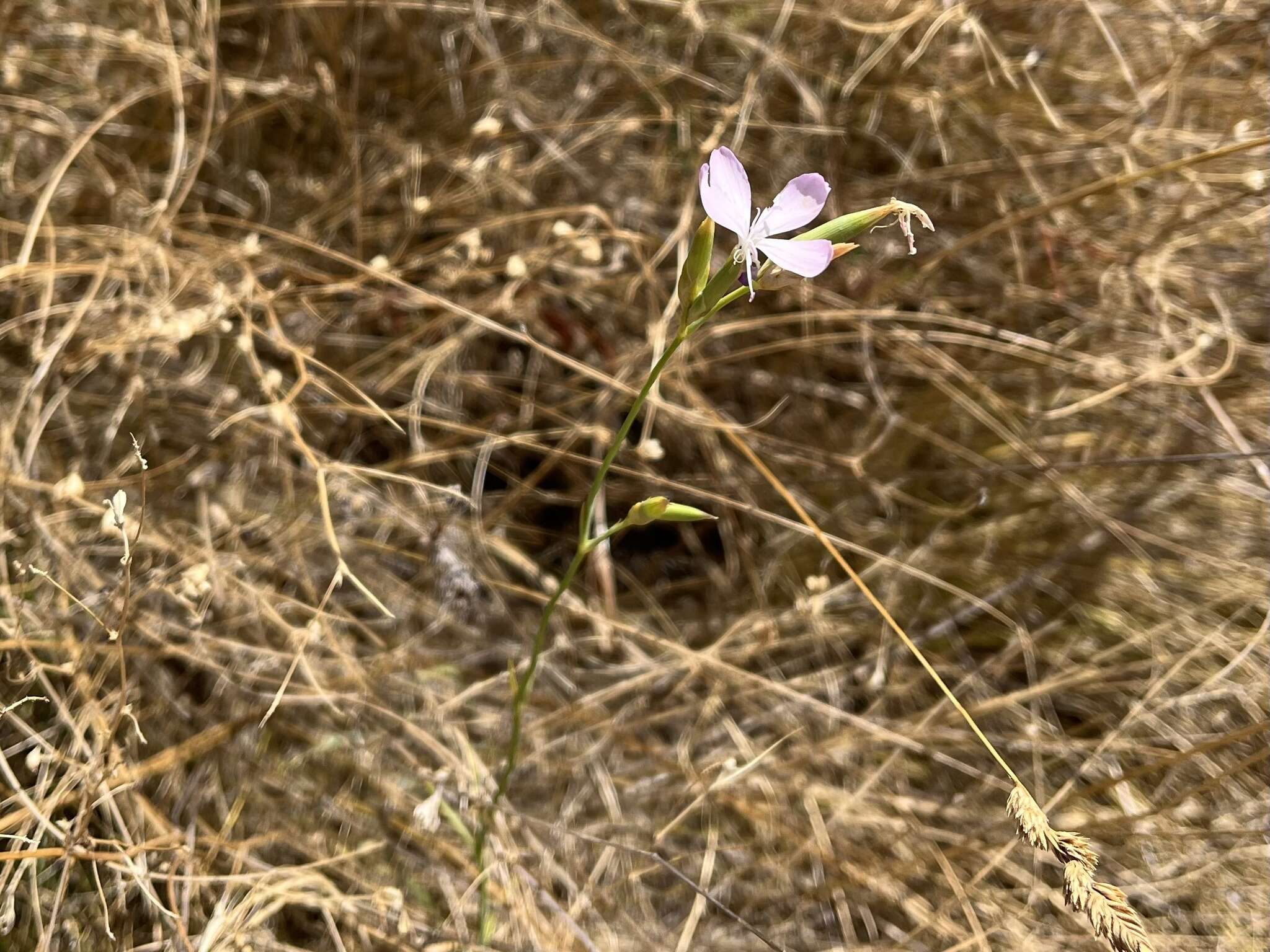 Image of Dianthus ciliatus Guss.