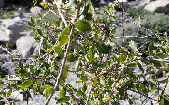 Image of Las Animas nakedwood