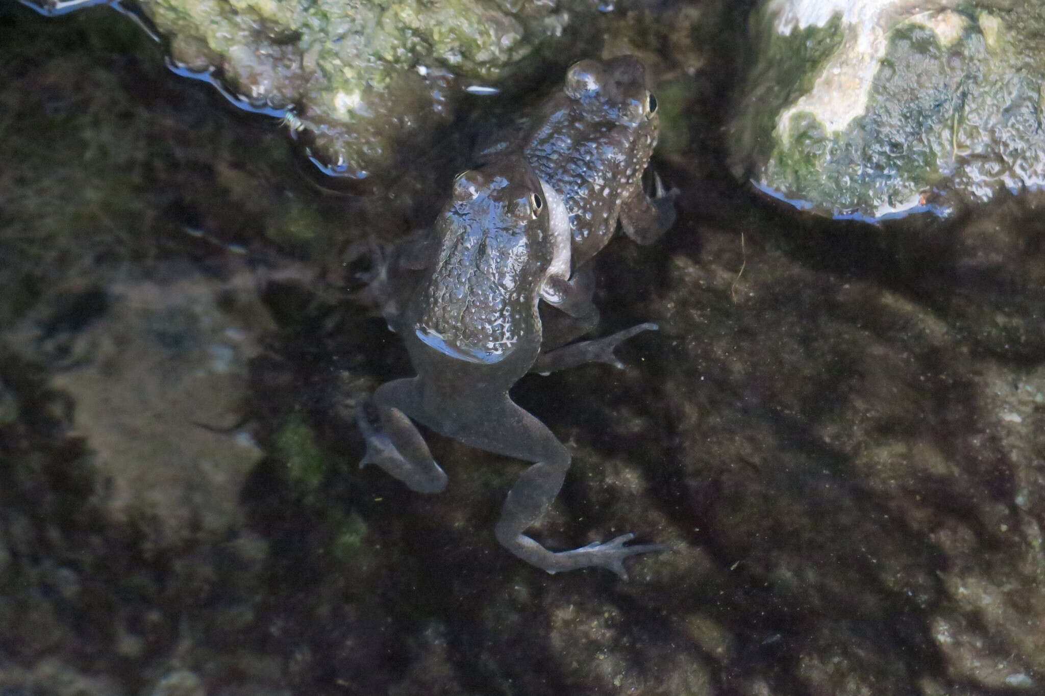 Image of Arabian toad