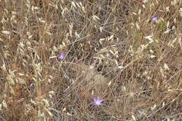 Sivun Brodiaea santarosae T. J. Chester, W. P. Armstr. & Madore kuva