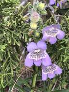 Image of James' beardtongue