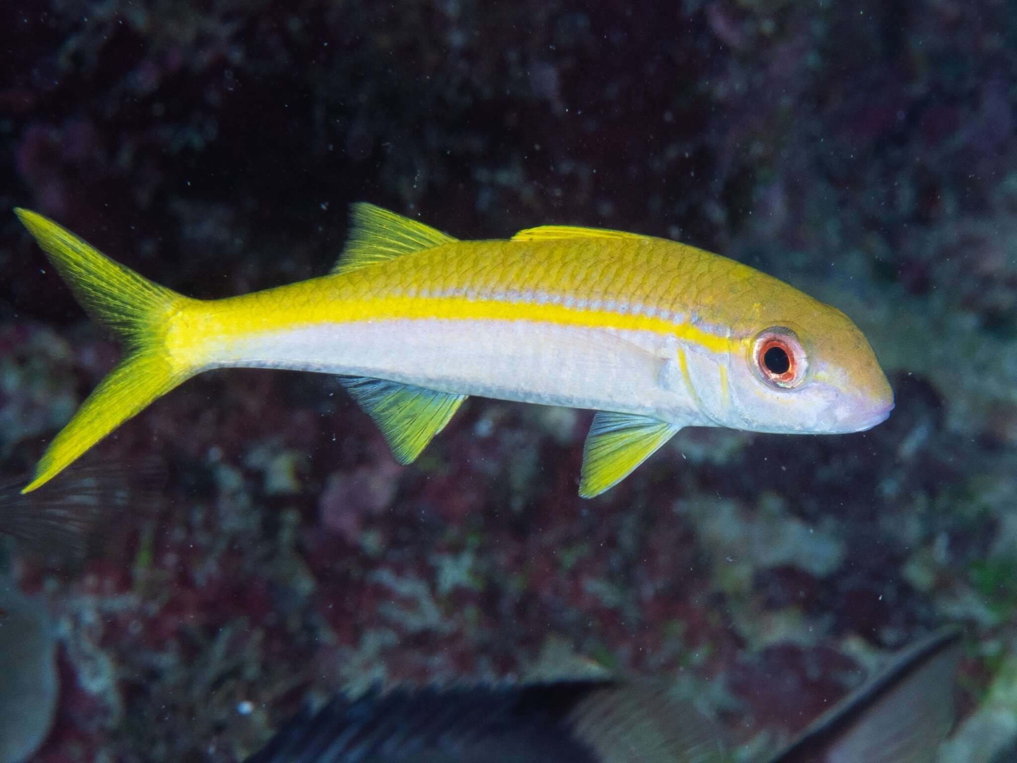 Image de Capucin de Vanicolo