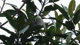 Image of Yellow-breasted Antwren