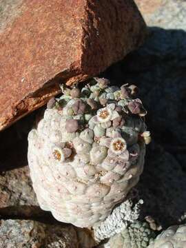 Image of Ceropegia perlata (Dinter) Bruyns