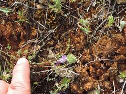 Plancia ëd Linaria amethystea subsp. amethystea