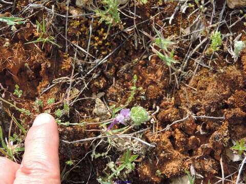 Слика од Linaria amethystea subsp. amethystea