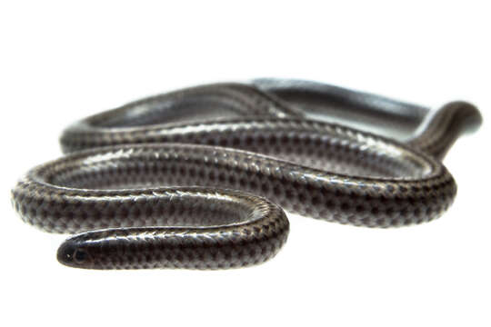 Image of Black Blind Snake