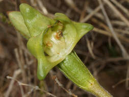 Image of Disperis cucullata Sw.