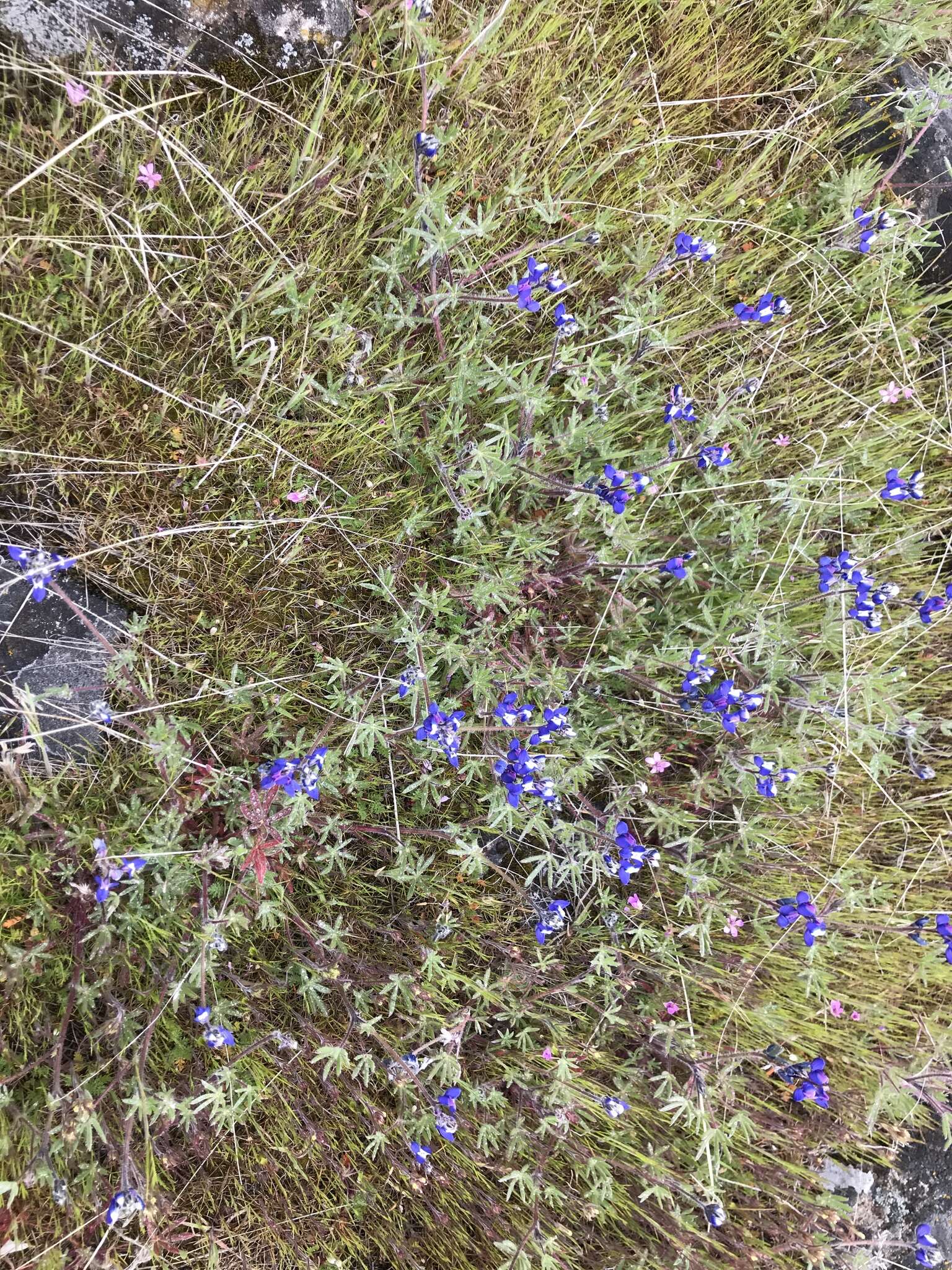 Plancia ëd Lupinus polycarpus Greene