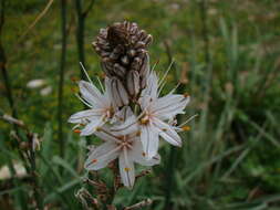 Image de Asphodelus aestivus Brot.