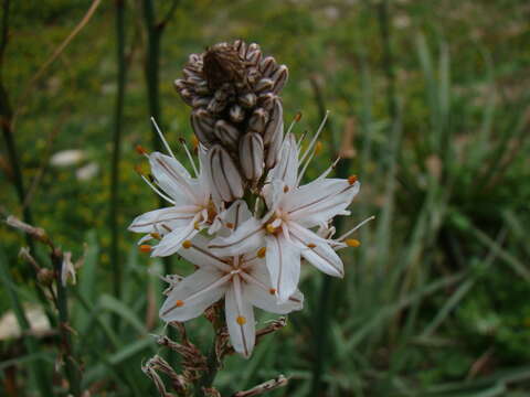 Asphodelus aestivus Brot. resmi