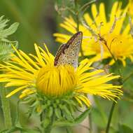 Image of brown argus