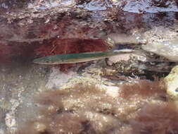 Image of Jack Mackerel