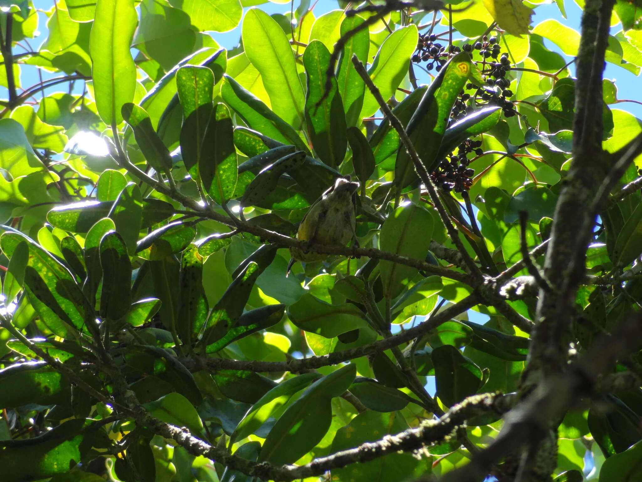 Image of Kauai Amakihi