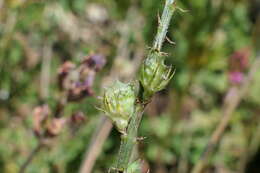 Imagem de Onobrychis oxyodonta Boiss.