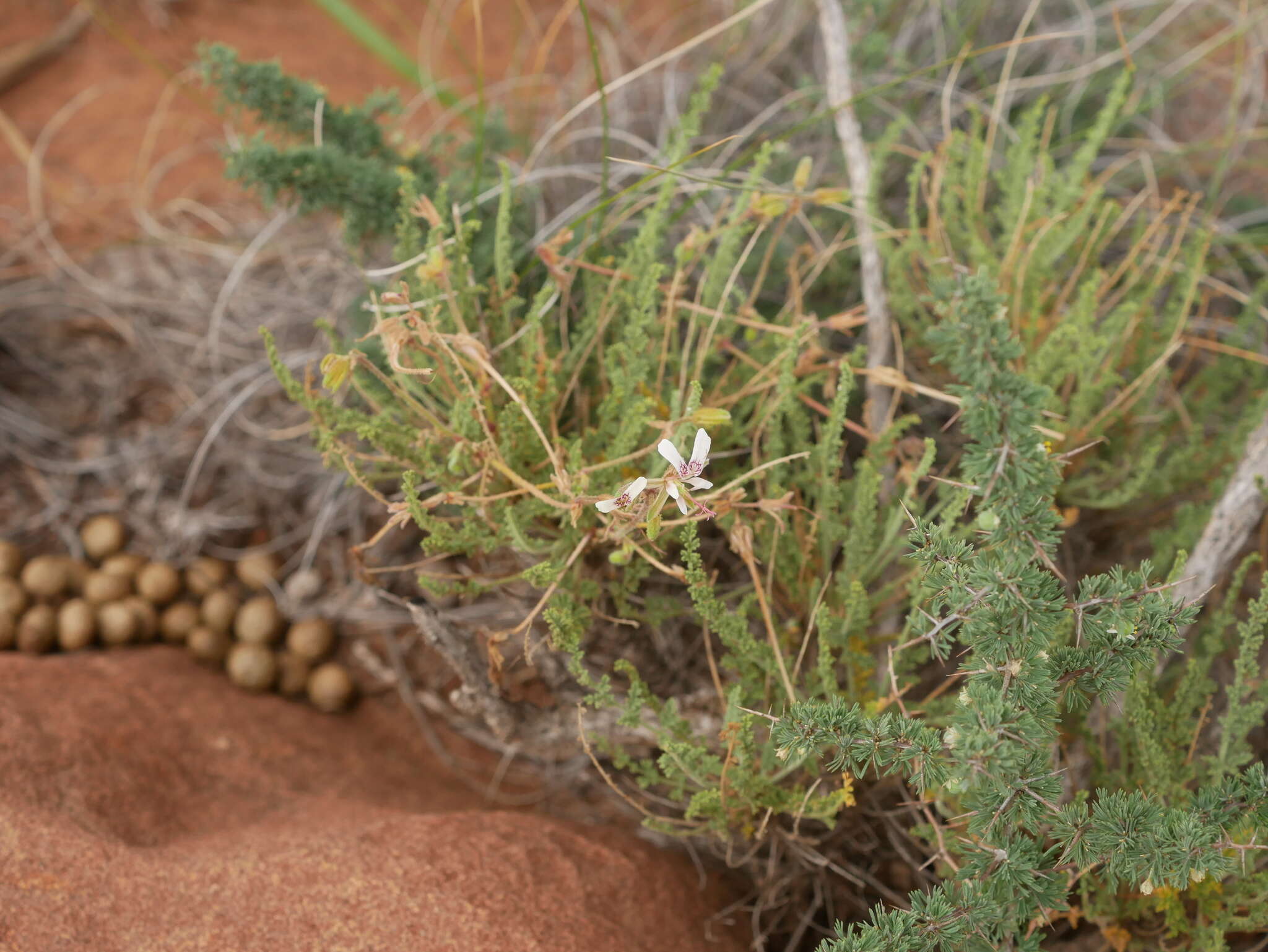 Image of Pelargonium tragacanthoides Burch.