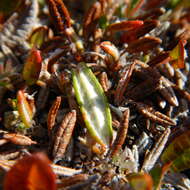 Image of entireleaf mountain-avens