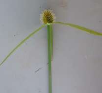 Слика од Cyperus melanospermus (Nees) Valck. Sur.