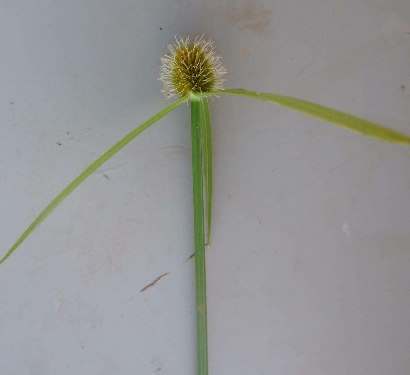 Слика од Cyperus melanospermus (Nees) Valck. Sur.