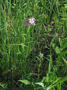 Imagem de Phlox pilosa L.