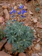 Image of Lupinus atlanticus Gladst.