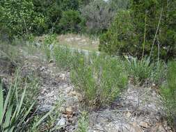 Image de Amsonia ciliata var. texana (A. Gray) J. M. Coult.